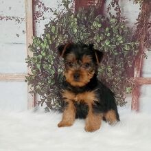 Yorkshire Terrier Puppy Tootsie
