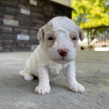 Bichonpoo Puppy Danny
