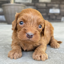 Cavapoo Puppy Tina