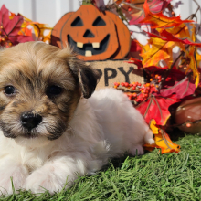 Havapoo Puppy Earl