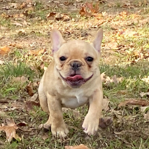 French Bulldog Puppy Simon