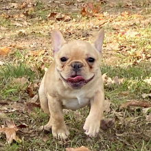 French Bulldog Puppy Simon