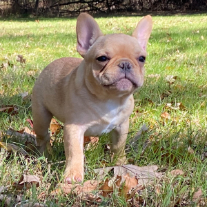 French Bulldog Puppy Simon