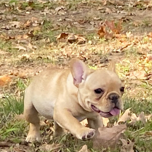French Bulldog Puppy Simon
