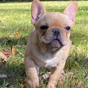 French Bulldog Puppy Simon