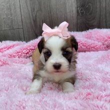Havanese Puppy Tracy