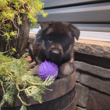 German Shepherd Dog Puppy Trump