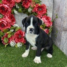 Boxer Puppy Hugh