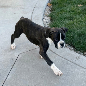 Boxer Puppy Hugh