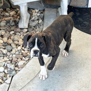 Boxer Puppy Hugh