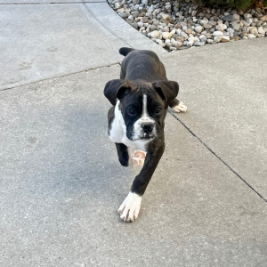 Boxer Puppy Hugh