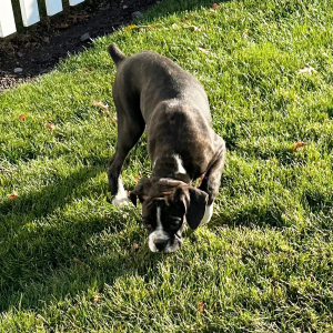 Boxer Puppy Hugh