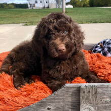Labradoodle Puppy Coco