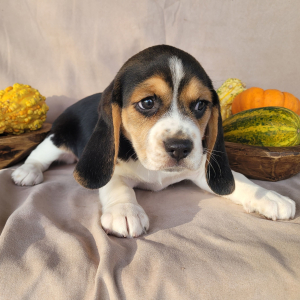 Beagle Puppy Molly