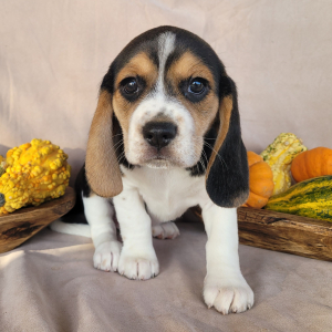 Beagle Puppy Molly