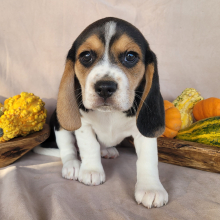 Beagle Puppy Molly