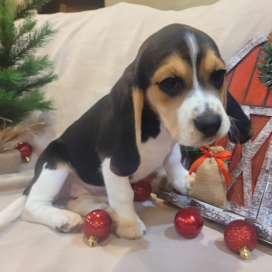 Beagle Puppy Molly