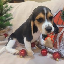 Beagle Puppy Molly