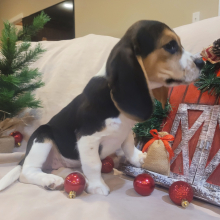 Beagle Puppy Molly