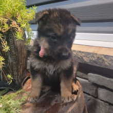 German Shepherd Dog Puppy Cindy