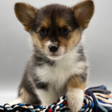 Pembroke Welsh Corgi Puppy Payton
