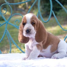Basset Hound Puppy Snug Bug