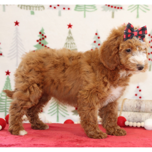 Goldendoodle Puppy Britzie