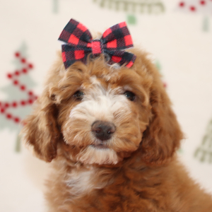 Goldendoodle Puppy Britzie