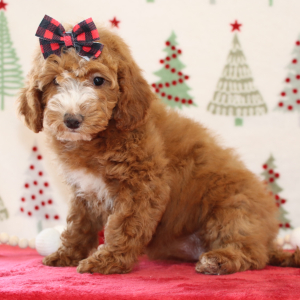 Goldendoodle Puppy Britzie
