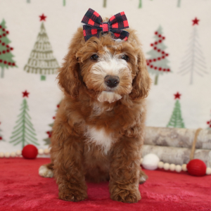 Goldendoodle Puppy Britzie