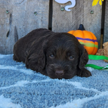 Cockapoo Puppy Claudi