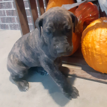 Great Dane Puppy Hailey
