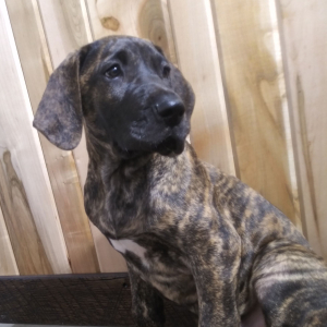 Great Dane Puppy Hailey