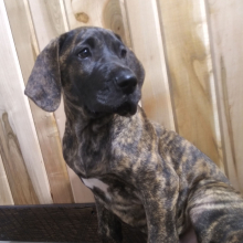 Great Dane Puppy Hailey