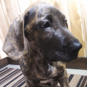Great Dane Puppy Hailey