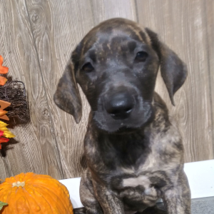 Great Dane Puppy Hailey