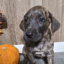 Great Dane Puppy Hailey