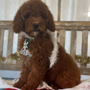 Goldendoodle Puppy Bessie
