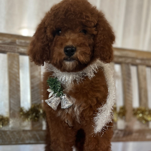 Goldendoodle Puppy Bessie