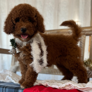 Goldendoodle Puppy Bessie