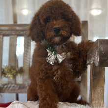 Goldendoodle Puppy Bessie
