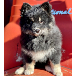Pomsky Puppy Scout