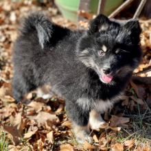 Pomsky Puppy Scout