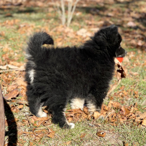 Pomsky Puppy Scout