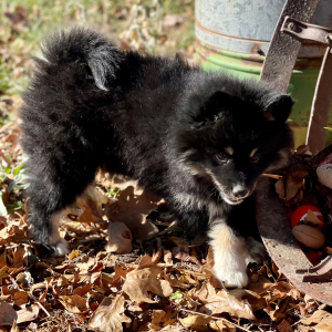 Pomsky Puppy Scout