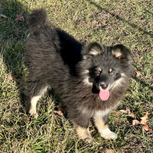 Pomsky Puppy Scout