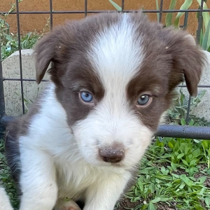 Border Collie Puppy Spuds