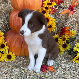 Border Collie Puppy Spuds