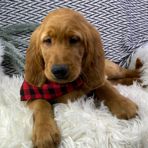 Golden Retriever Puppy Marvel