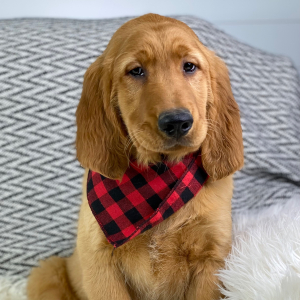 Golden Retriever Puppy Marvel